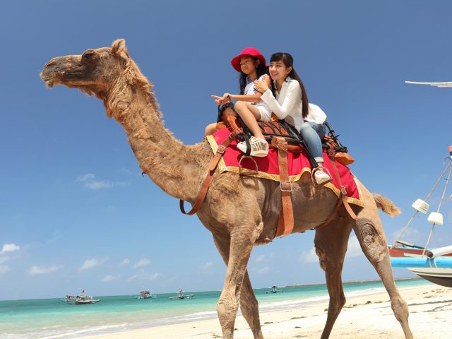 Bali Camel Adventure - 