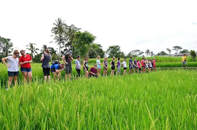 Ubud Paddy Walking - 