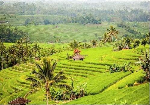 Bali Swaha Trekking Adventure - 