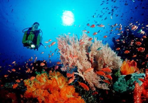 Komodo Diving Package 4 Days 3 Nights - 