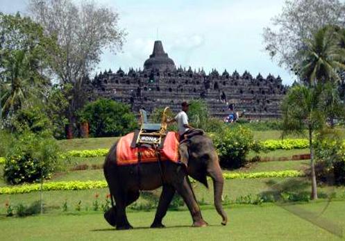 Elephant Safari Borobudur Tour - 