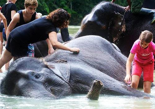 Explore Tangkahan 8 Days 7 Nights - 