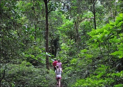 Jungle Trip - 