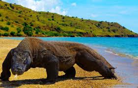 Komodo Mbeliling and Trekking 4 Days / 3 Nights - 