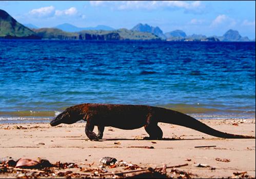 One Day Tour Komodo Package - 
