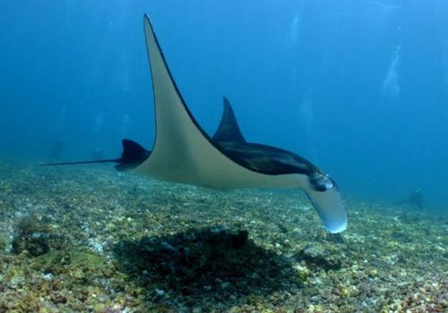 Komodo Diving Tour 5 Days 4 Nights - 