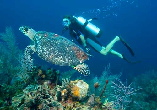 Nautilus Diving Bali - 